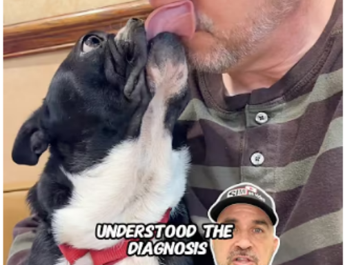 Valley Veterinary Clinic: Trusted Pet Care in Simi Valley | Steve Hise